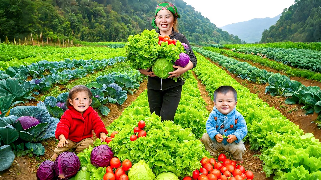 Fresh vegetable harvesting process: How to harvest lettuce, cabbage & tomatoes to sell at the market