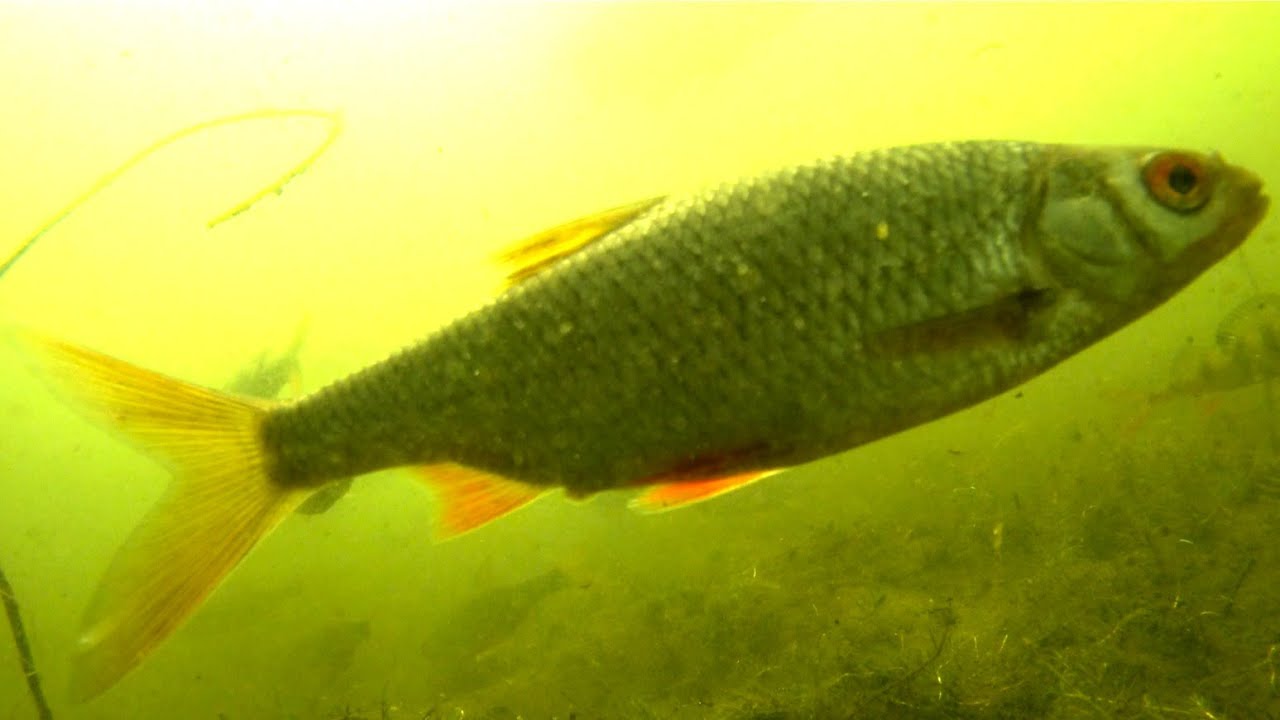 Bream and Roach underwater video - Braxen och m&ouml;rt undervattensvideo