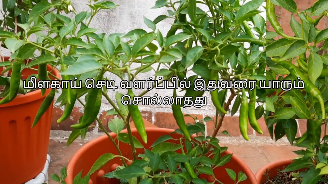தொட்டியில் மிளகாய் செடி வளர்ப்பில் இதுவரை யாரும் சொல்லாதது | Growing Chilli Plant in Pots in Tamil