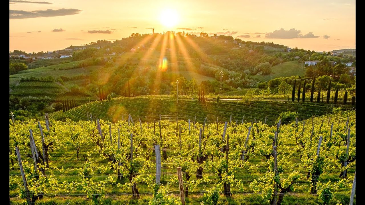 La “ponca”, i vini bianchi di grande longevità, i vini “Orange” di Oslavia: le anime del Collio.