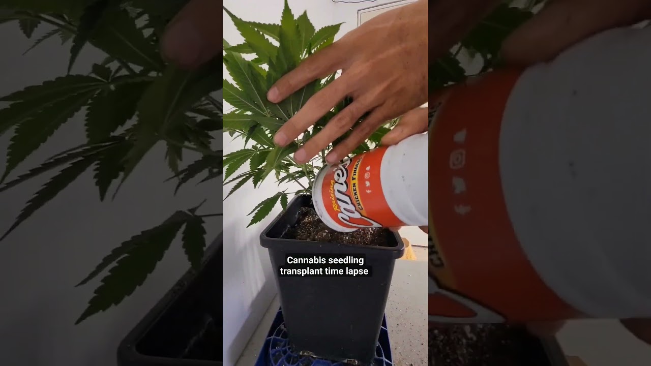 cannabis Transplant time lapse