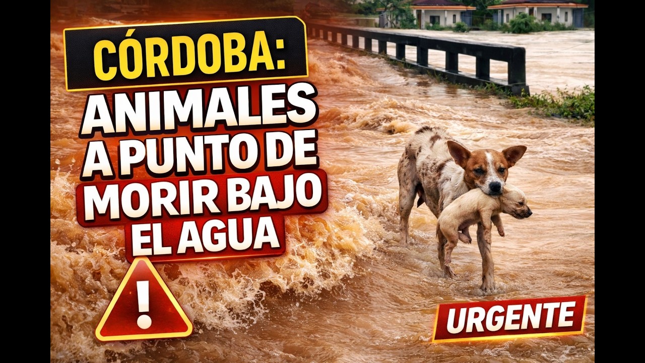 Córdoba: animales a punto de morir bajo el agua| Vanguardia