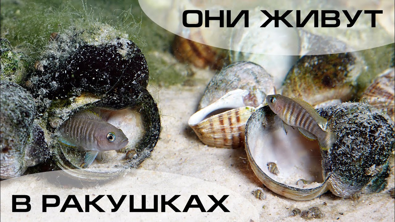 Биотопный аквариум для ракушковых цихлид. Часть 1. Где брать информацию?