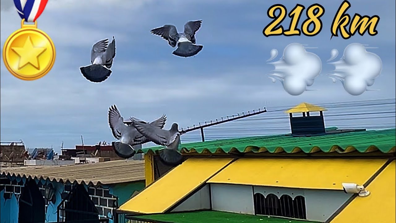  🇲🇦 دخول الحمام 🪽 من سباق سيدي بنور  218 كلم💨   مع الأوائل الحمدلله 