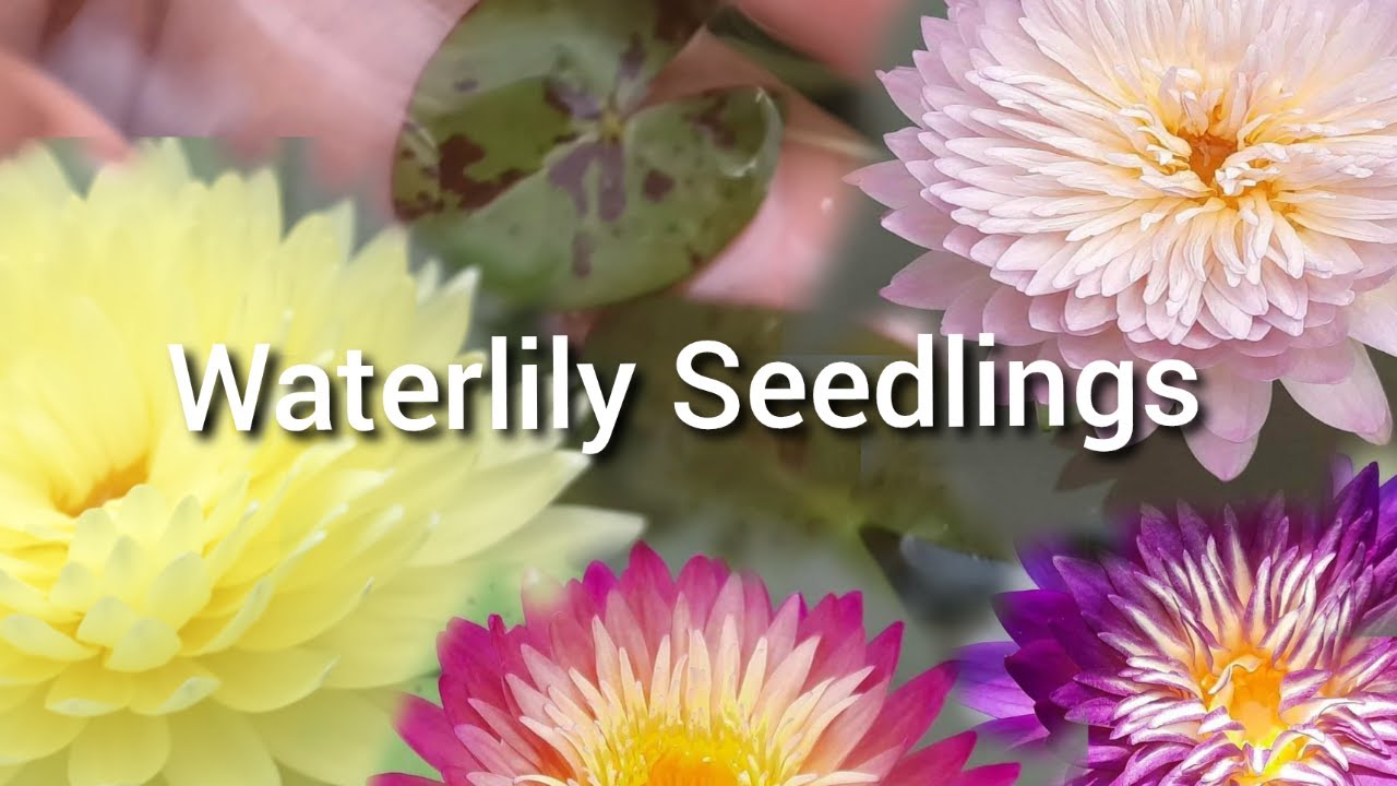 How to plant  waterlily seedlings | Malgomuplants