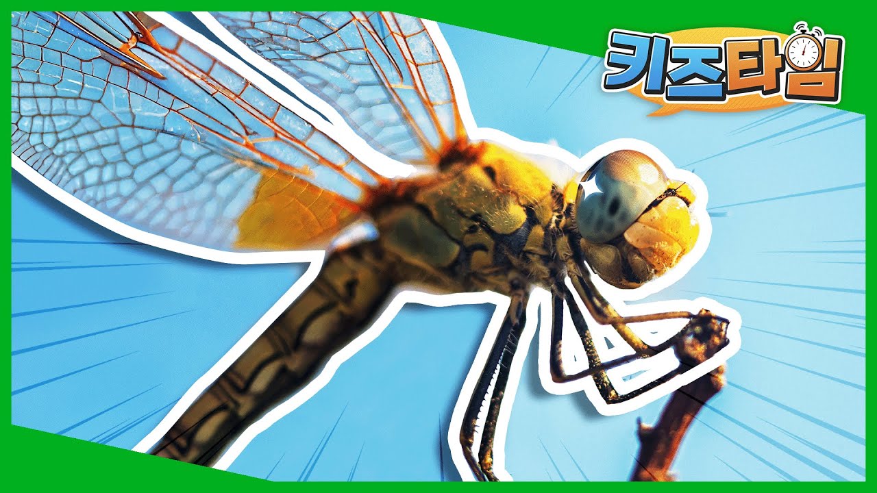 하늘 위의 사냥꾼 잠자리ㅣ자연관찰ㅣ곤충백과ㅣLet's go! 곤충탐험대ㅣ키즈타임