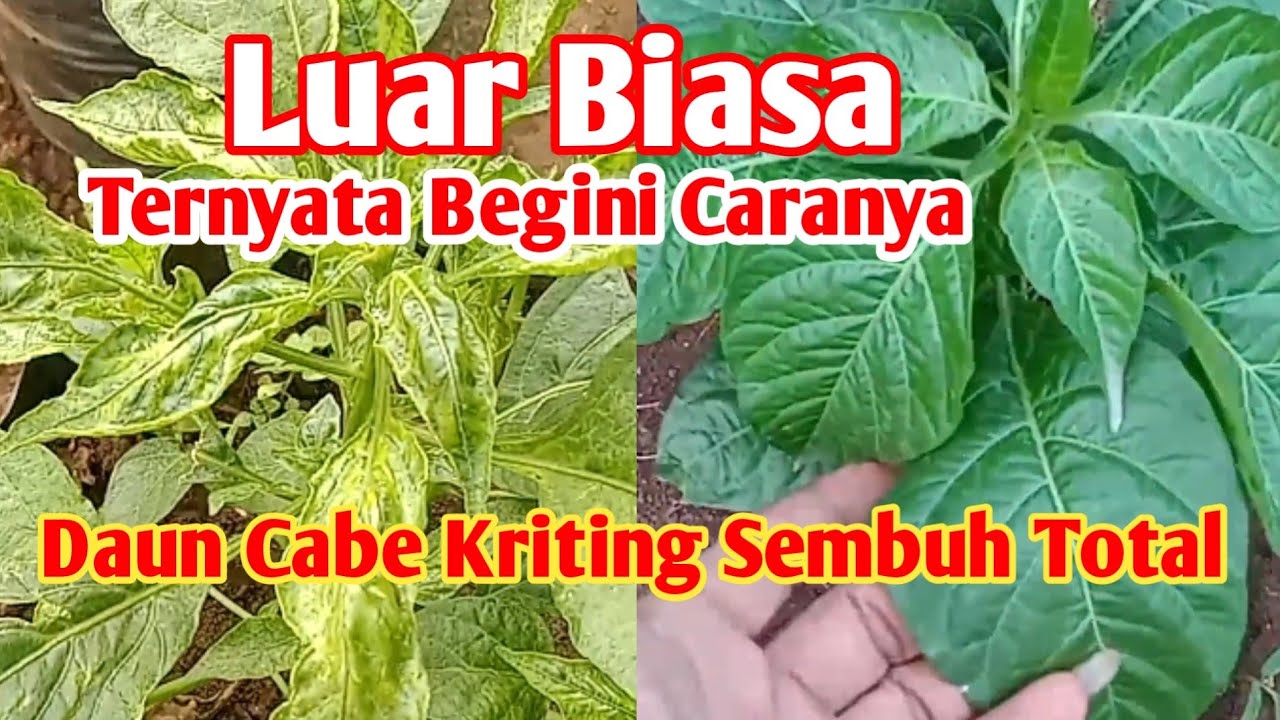 Super Ampuh Cara Mengobati Daun Cabe Keriting Langsung Sembuh Total 