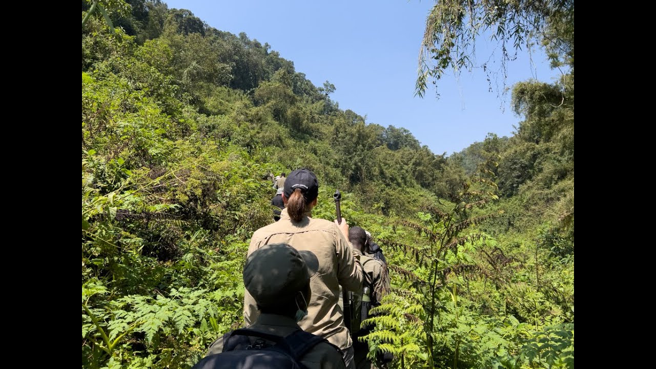 Hiking through the thick forest in Rwanda looking for Gorillas