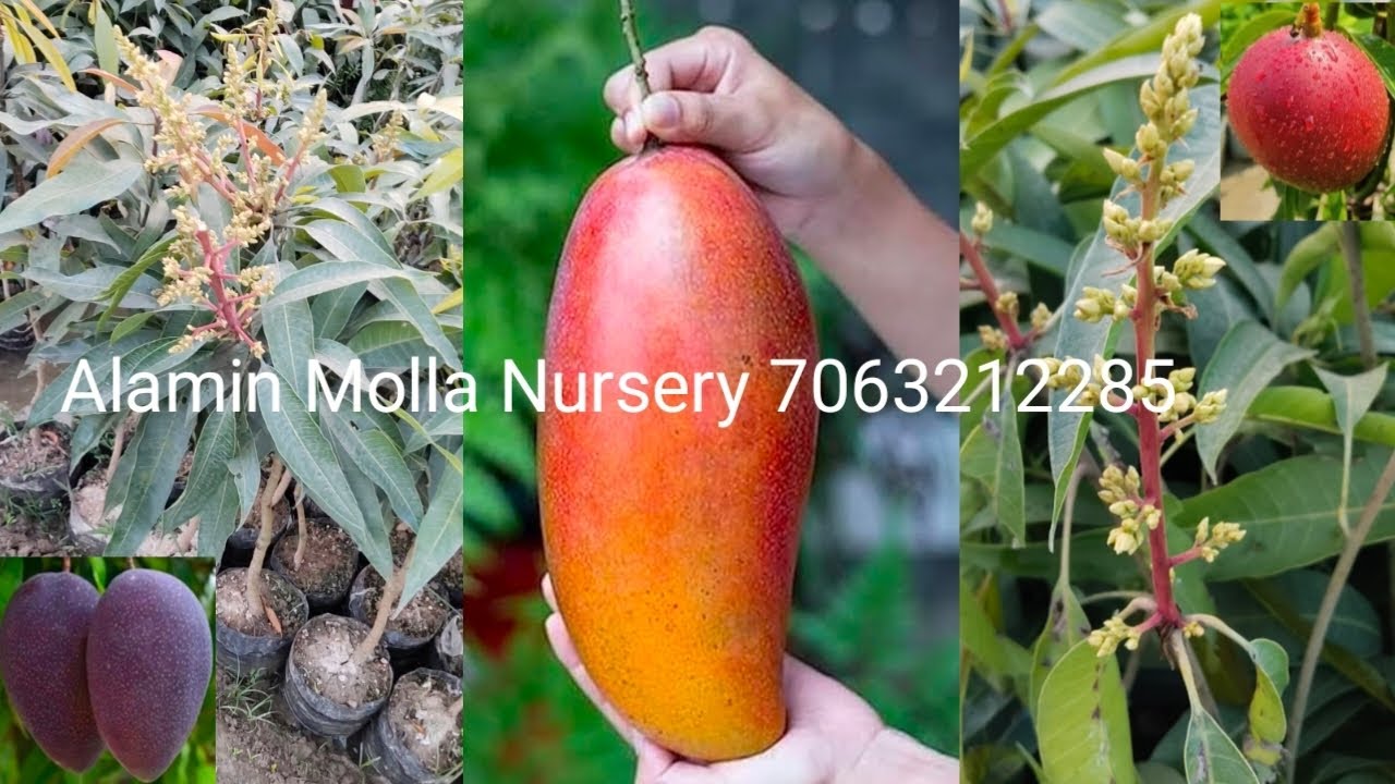 Miya zaki mango kati mon mango Redai bery mango Alamin Molla Nursery west bengal kolkata pin 743424