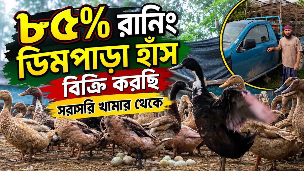 ৮৫% ডিম পারা হাঁস বিক্রি করছি | চলমান ডিমের হাঁস | Running Egg Laying Duck Sale | Taqwa Haser Khamar