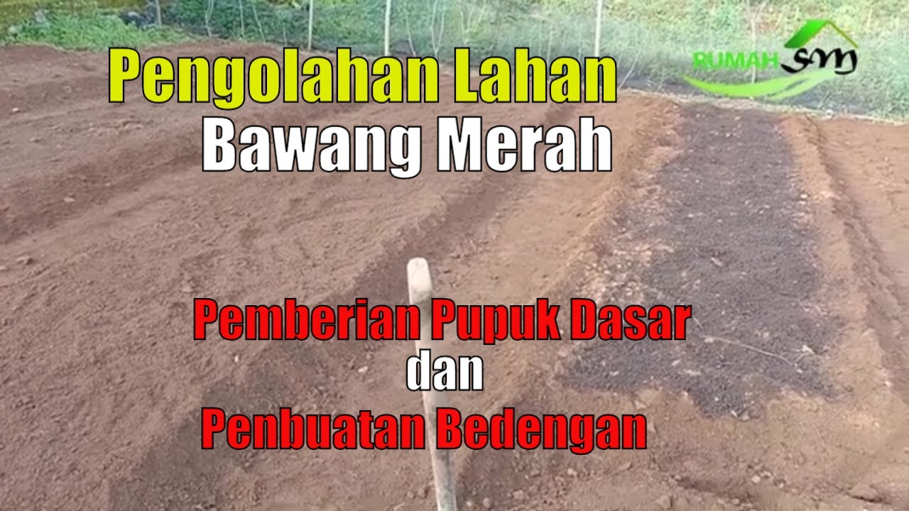 Pengolahan lahan bawang merah sebelum ditanam