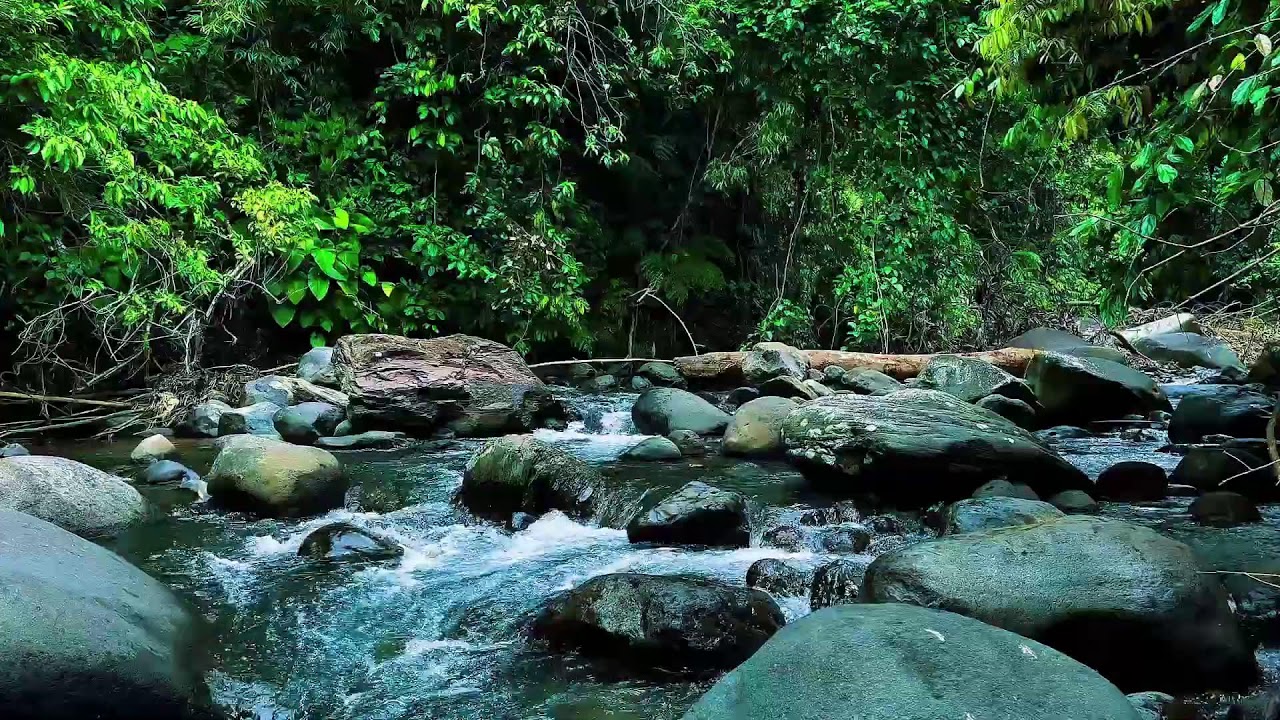 Gentle Jungle River Over Stones – Real Water Sounds for Deep, Restful Sleep