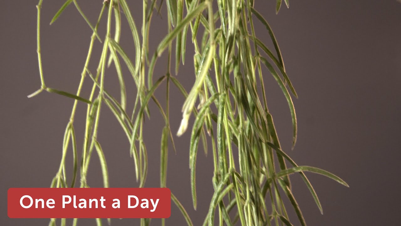 Hoya linearis Houseplant Care — 269 of 365