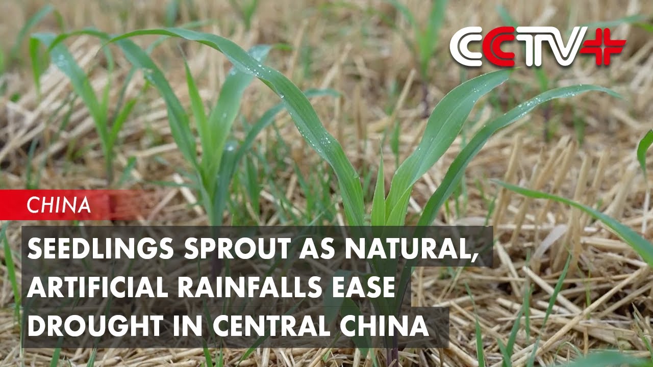 Seedlings Sprout as Natural, Artificial Rainfalls Ease Drought in Central China