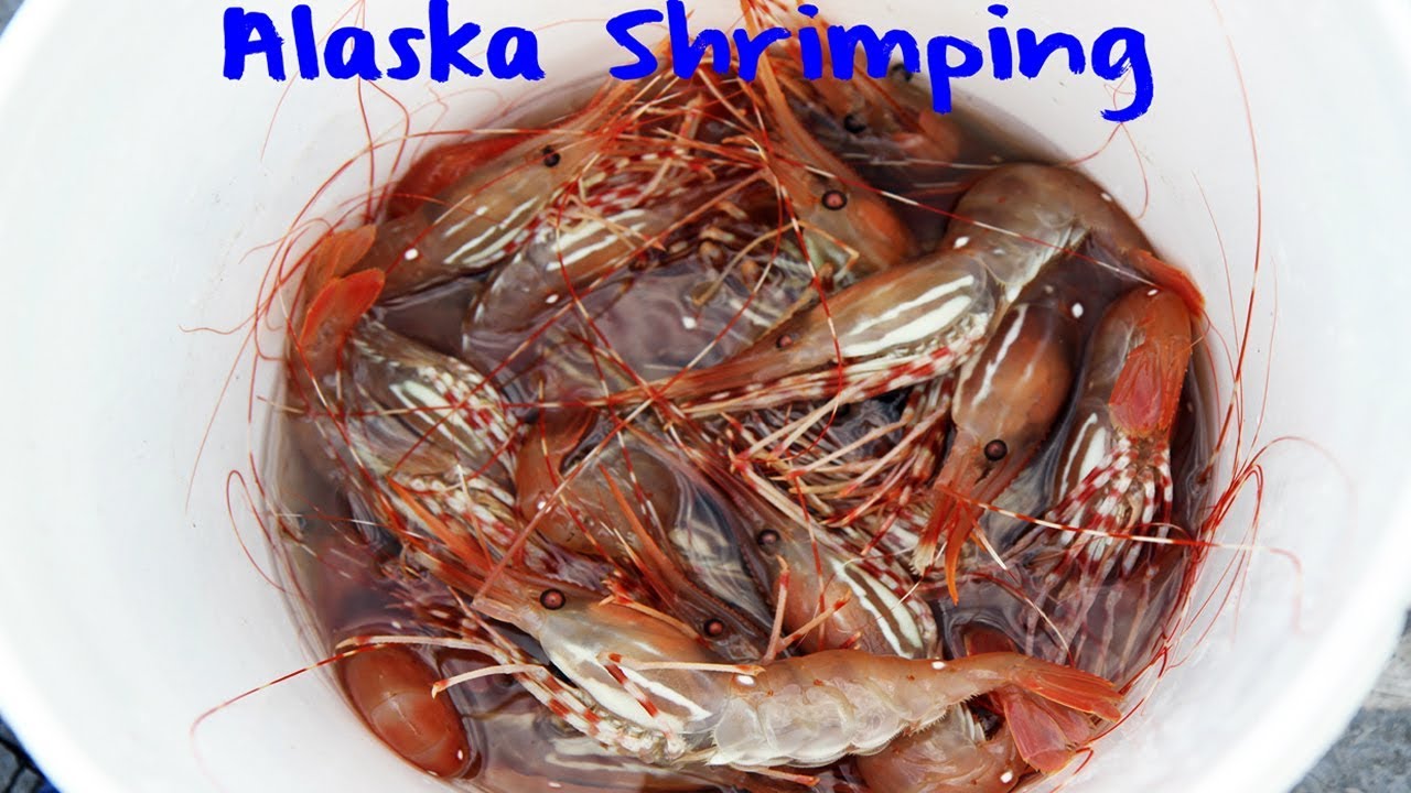 Alaska Shrimping