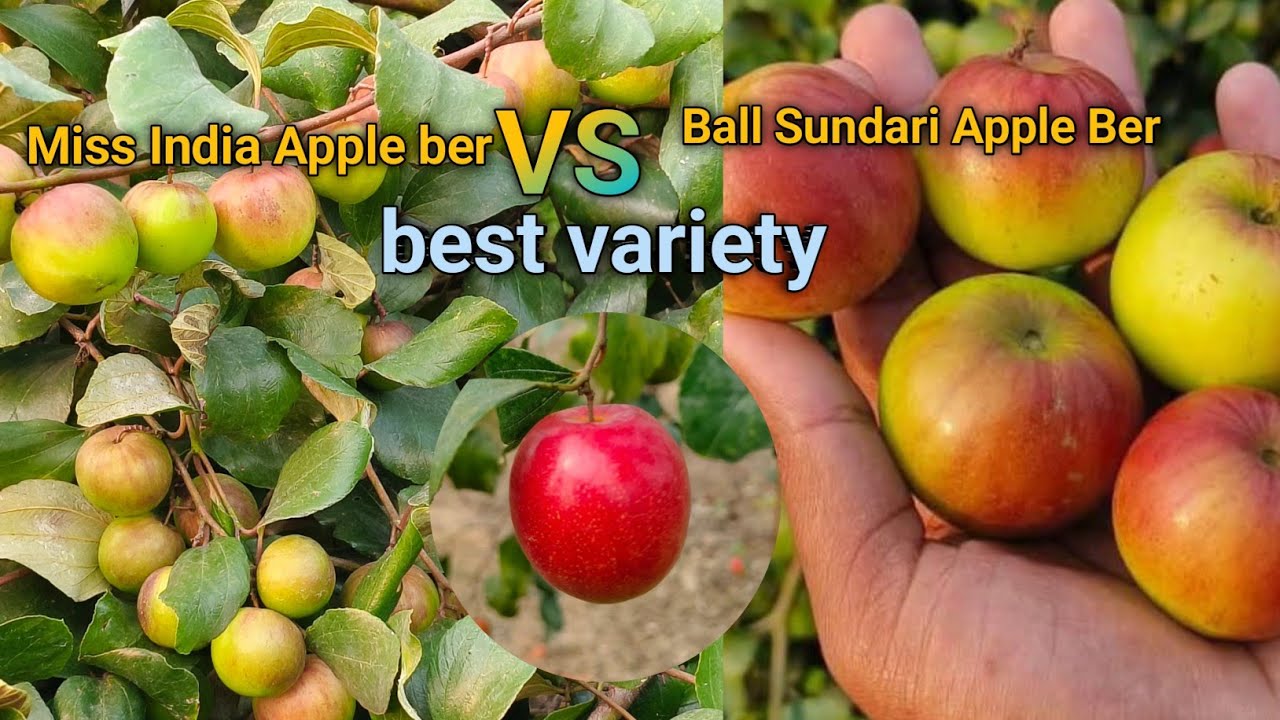 Ball Sundari Apple Ber Farming VS Miss India Apple Ber best variety Contact 7029279400