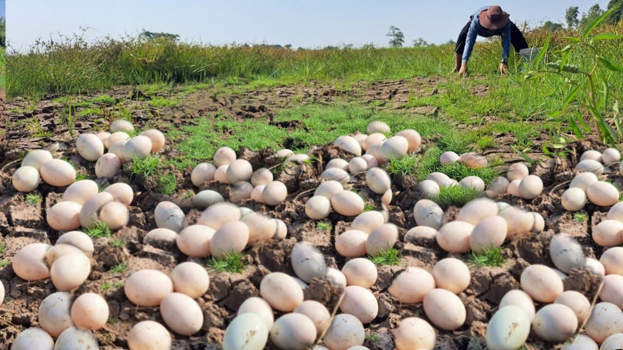 Wow unique  !A farmer collects a lot of duck eggs in a rice field, among old grass and loose soil.
