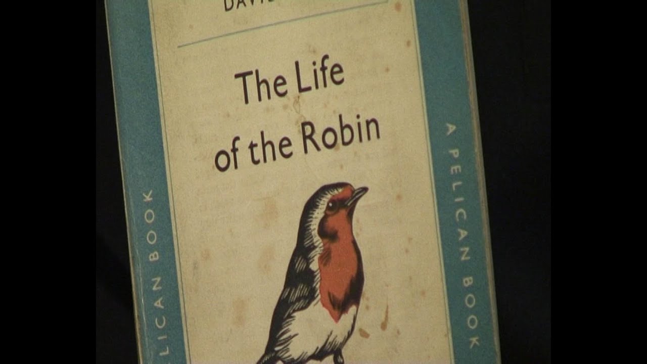 Robin Red-breast