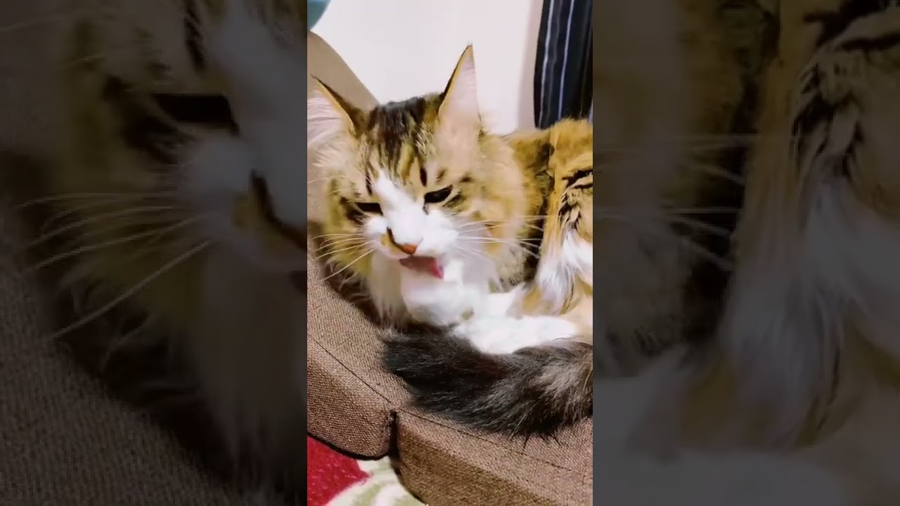福島第1原発付近で保護された保護猫の足舐めの音　#shorts