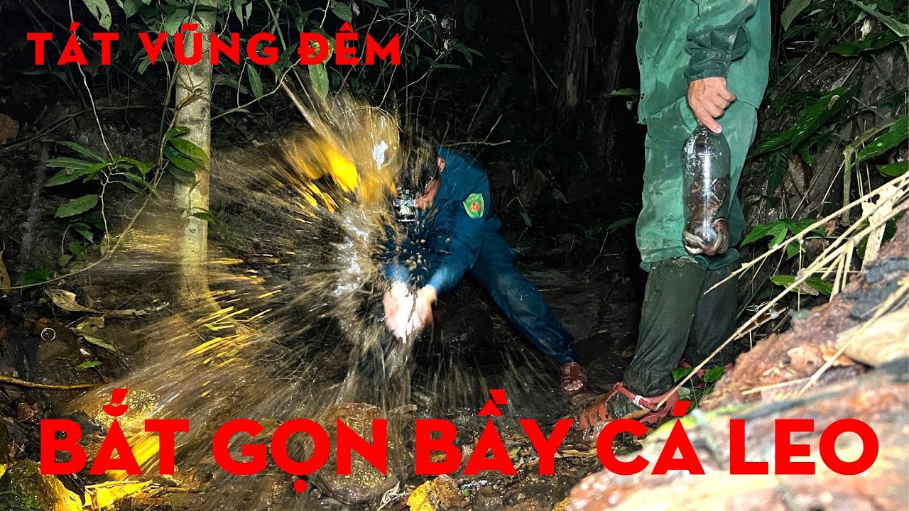 TÁT VŨNG ĐÊM ,BẮT GỌN BẦY CÁ LEO ĐỒI-TỰ THỢ RỪNG