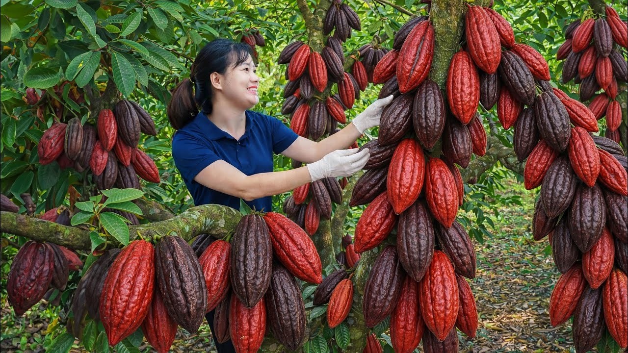 Colheita de CACAU SELVAGEM Gigante 🍫 Do Fruto ao Chocolate Quente no Fogão a Lenha | Vida no Campo