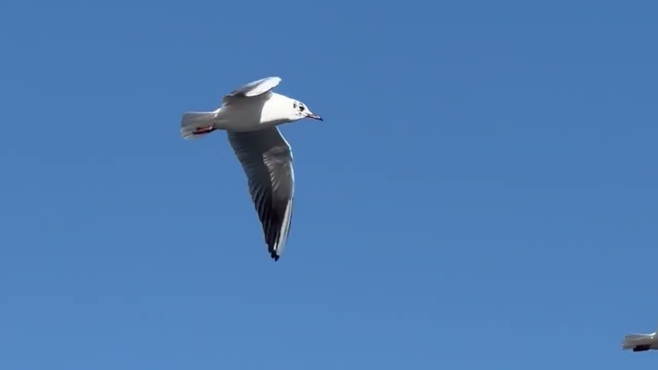 "FLY Bird-FLY"