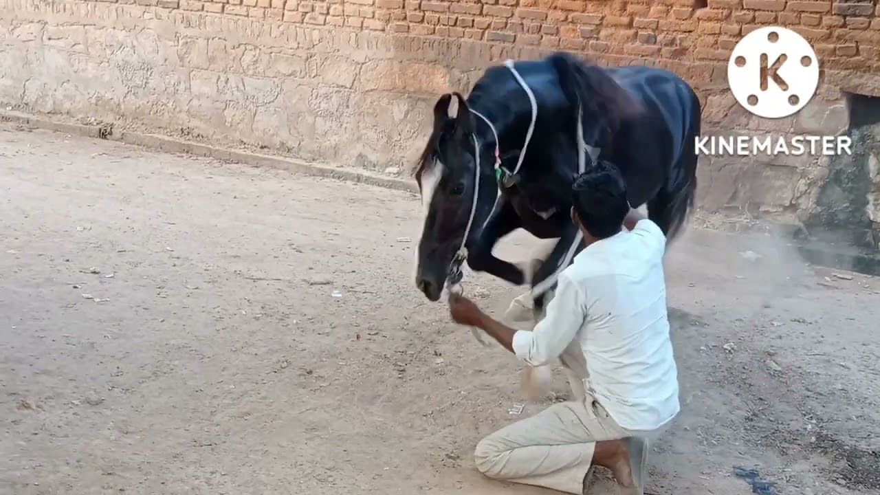दिनेश यादव घोड़ा डांस मलका