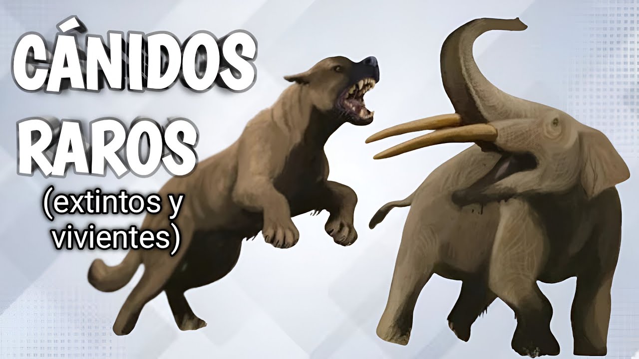 🦊 Los CÁNIDOS más desconocidos de AYER y HOY! 🐺