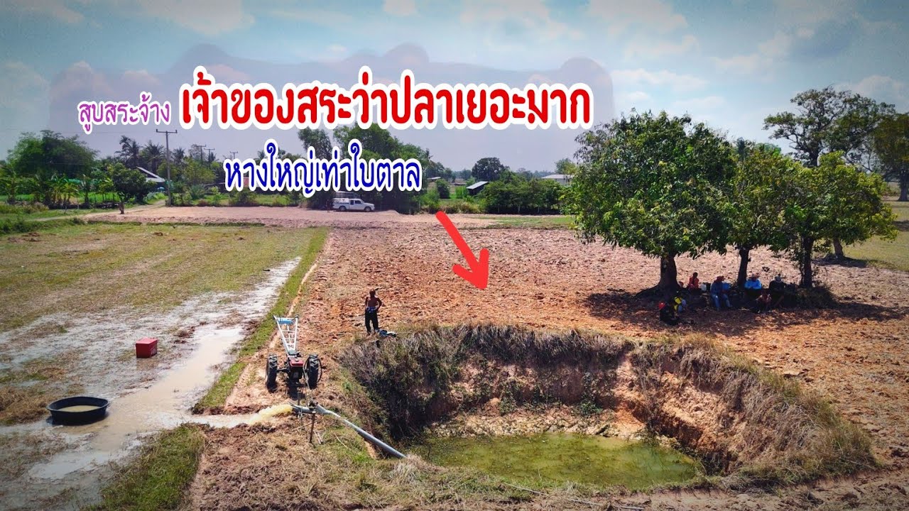 มาสูบสระจ้าง 300฿ หางใหญ่เท่าใบตาลตัวจะขนาดไหน เจ้าของสระบอกปีที่แล้วได้ปลาเต็มลัง