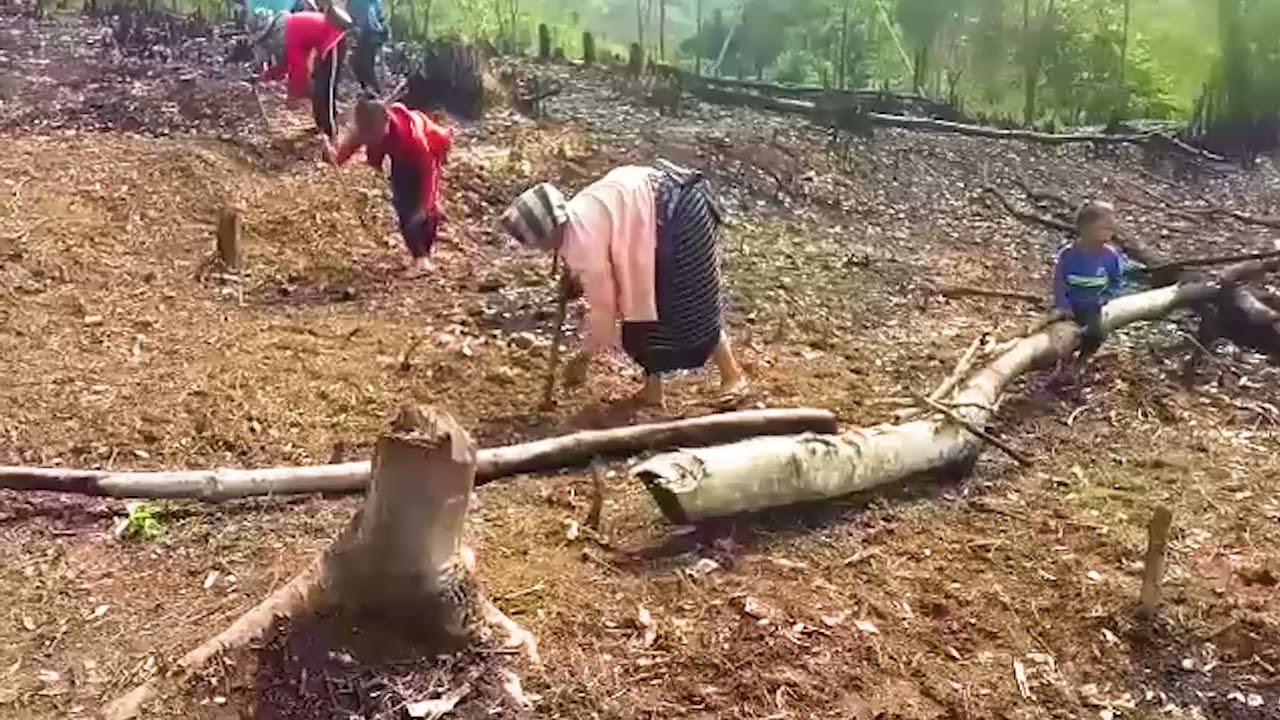 ຂັບໄຕ໋ແດງ ໂດຍ: ນ ຫົງຄຳ ວົງສາ