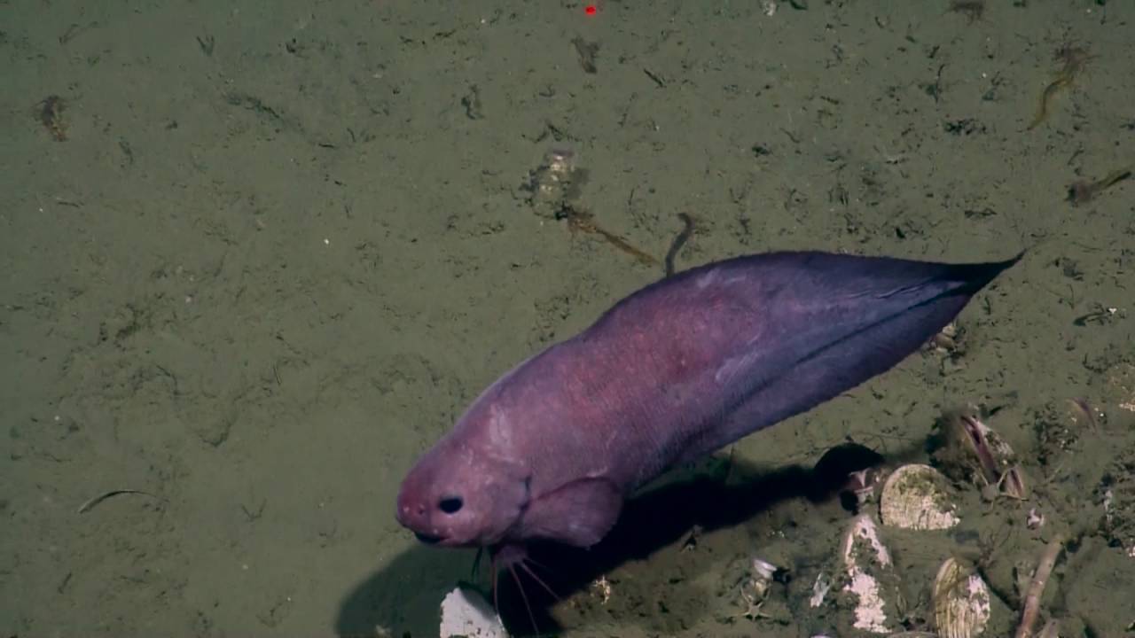 Rare Snail Fish Swims by ROV Hercules | Nautilus Live
