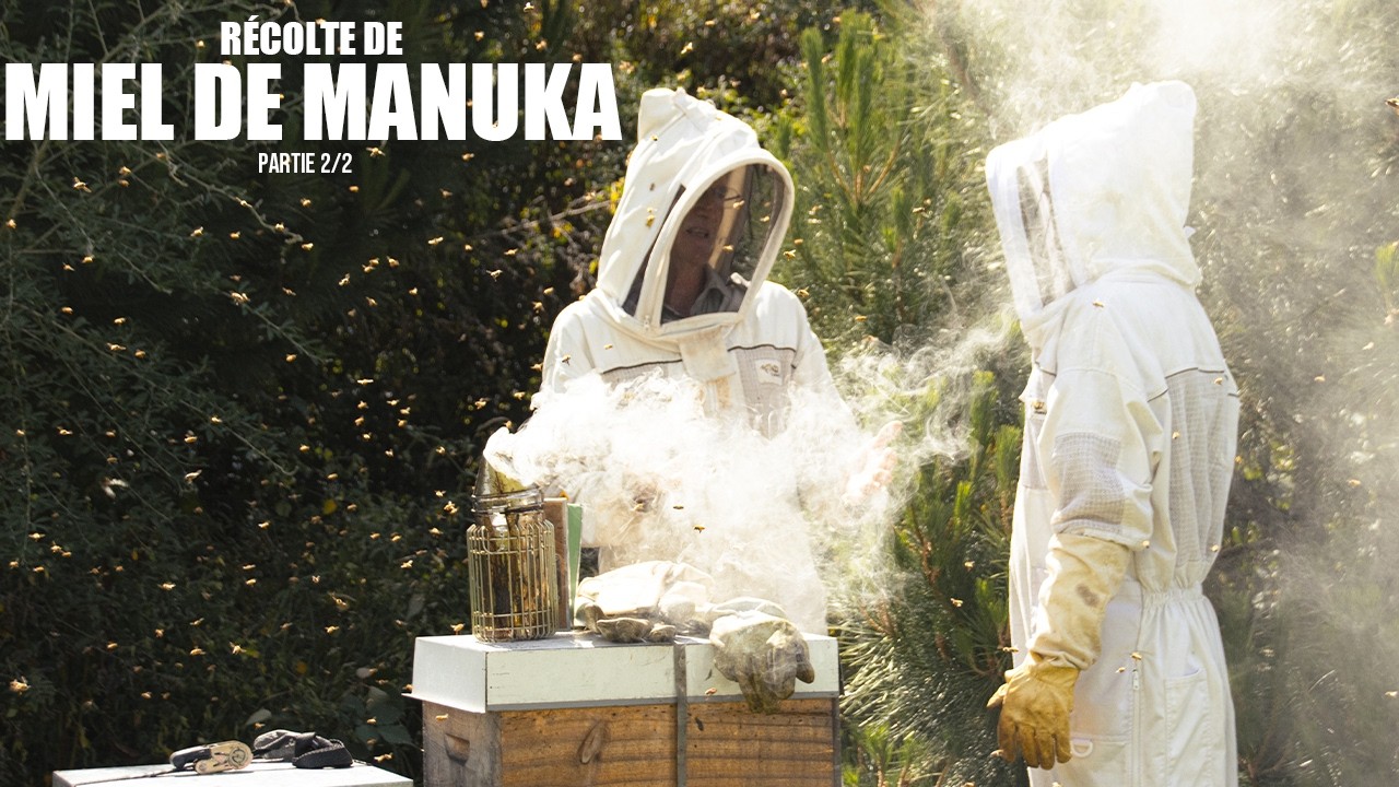 Apiculture : Récolte de Miel de Manuka - Partie 2/2