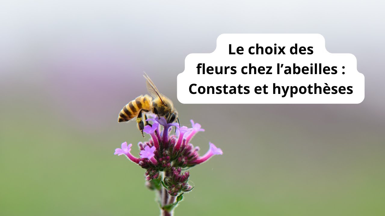 Pourquoi les abeilles préfèrent certaines fleurs ?
