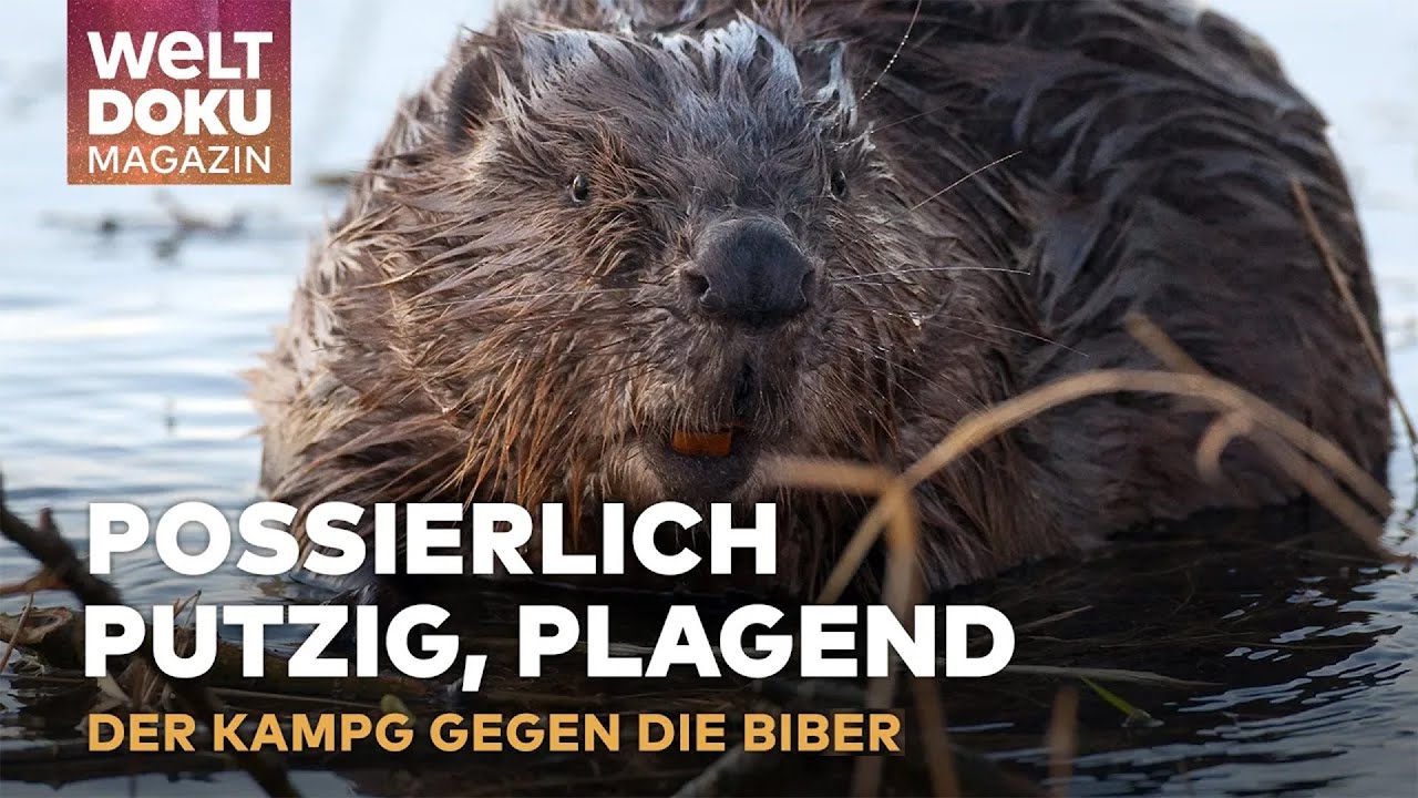 KAMPF GEGEN BIBERPLAGE: Landwirt Rudi Kramer und der Oberbayrische Biberkrieg | WELT Doku Magazin