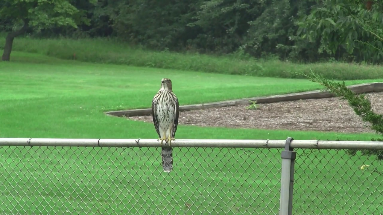 Hummingbird versus Hawk