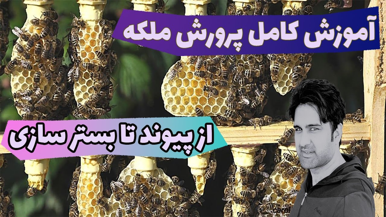 آموزش کامل پرورش ملکه از پیوند زدن زنبور عسل تا بستر سازی کندوComplete training on raising queen bee