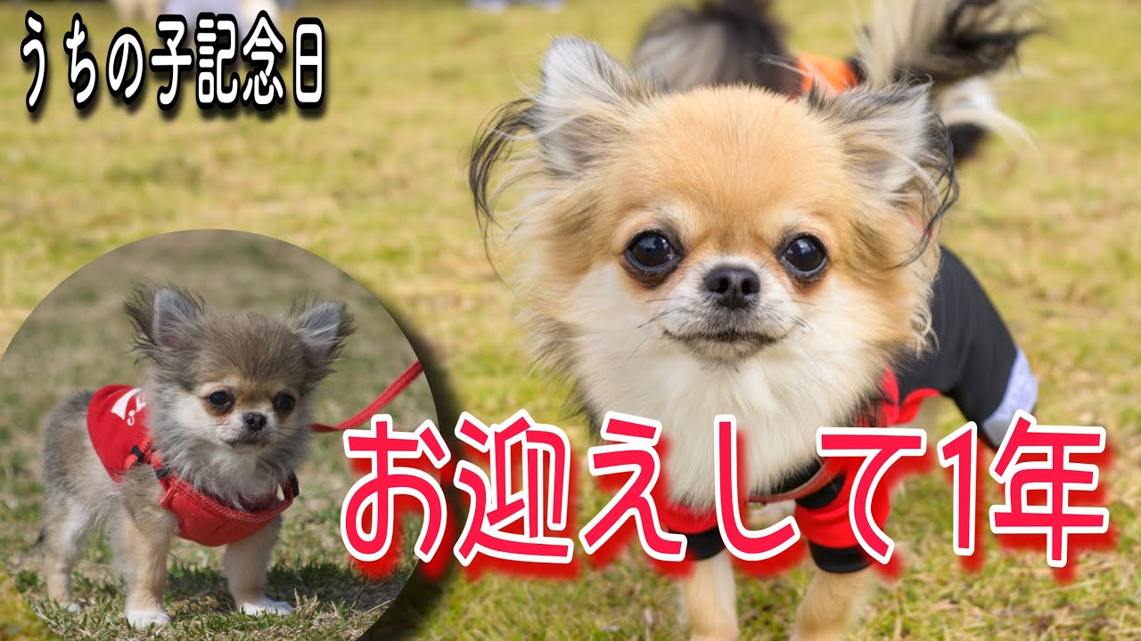 【うちの子記念日】お迎えした極小チワワが1年経ち、こうなった！#チワワ #犬 #愛犬