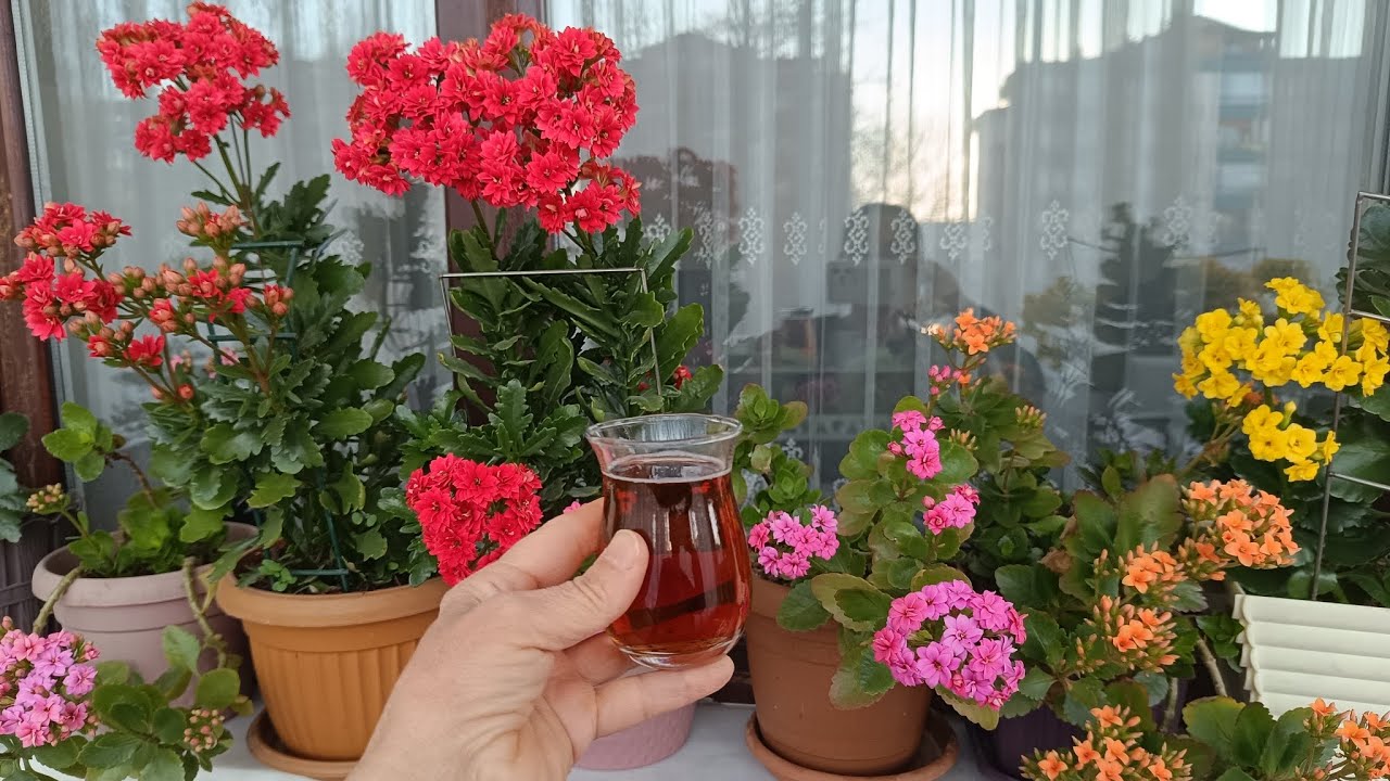KALANŞOLARA BİR BARDAK VERİN FARKI GÖRÜN kalanşolar çıldırsın 💯 çiçek bakımı 🌿 çiçek coşturan ✅