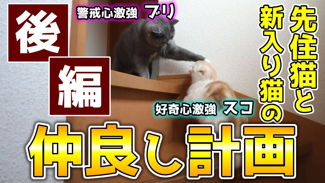【後編】先住猫と新入り猫が仲良くなるまでの試練がおもしろすぎたｗ【6日目～15日目】