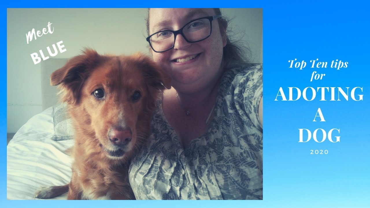 10 top tips for rehoming a dog.