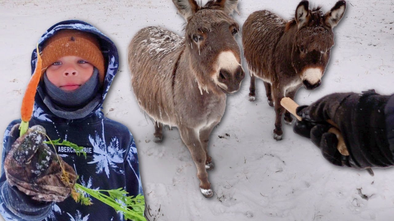 Farm Chores in a Winter Storm