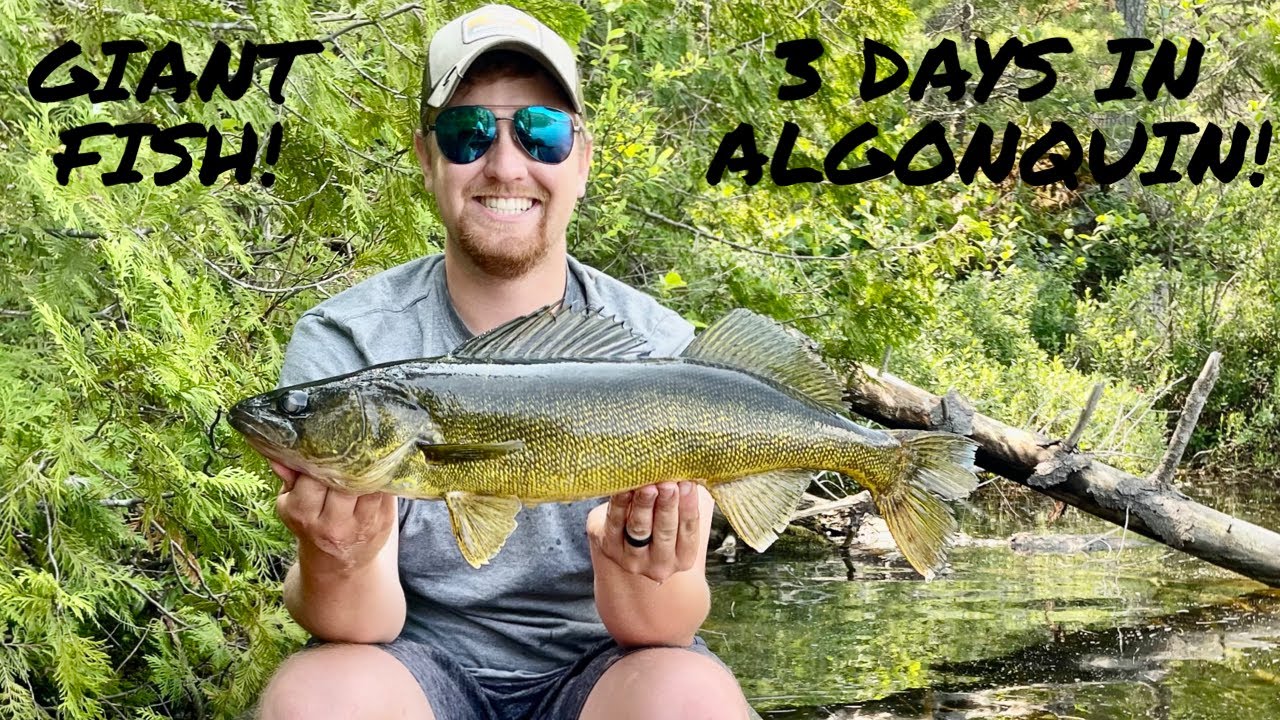 3 Days in Algonquin Park! Giant Walleye and Smallmouth Bass!