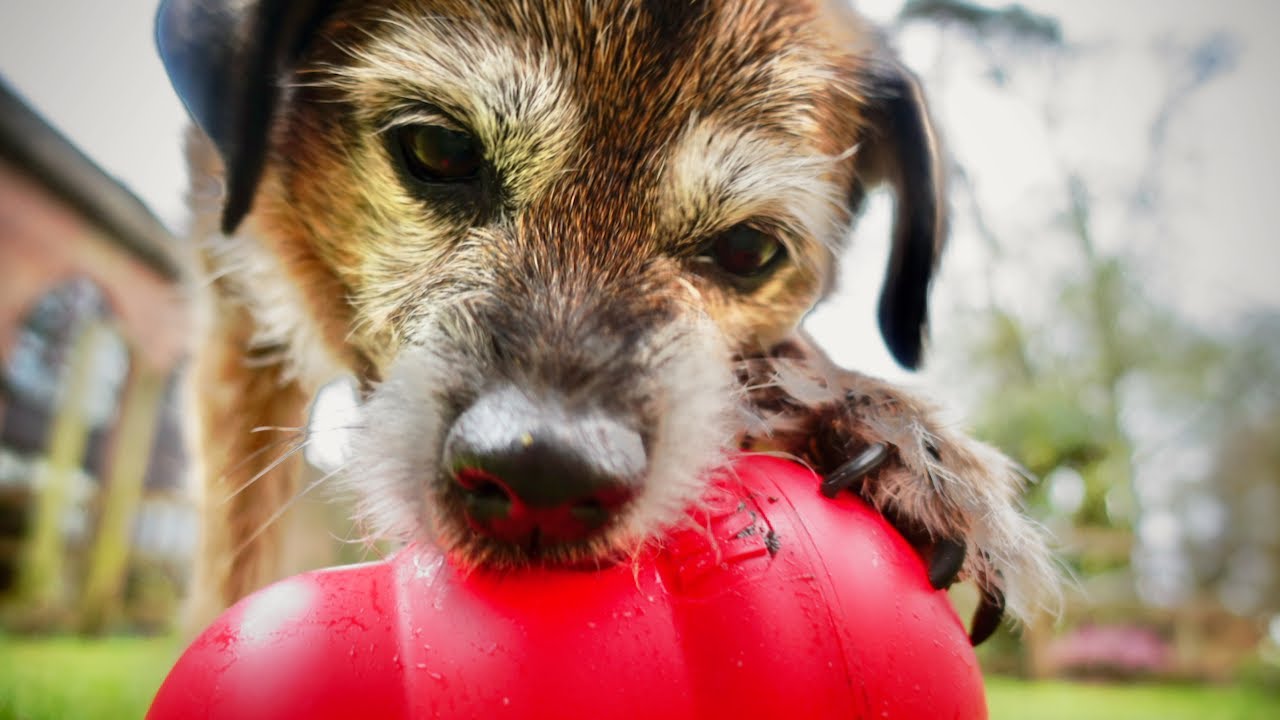 The Kong Wobbler | Food Dispensing Dog Toy