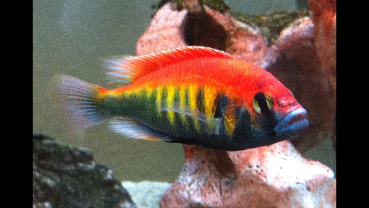 Beautiful Pundamilia Nyererei - Cichlids from Lake Victoria