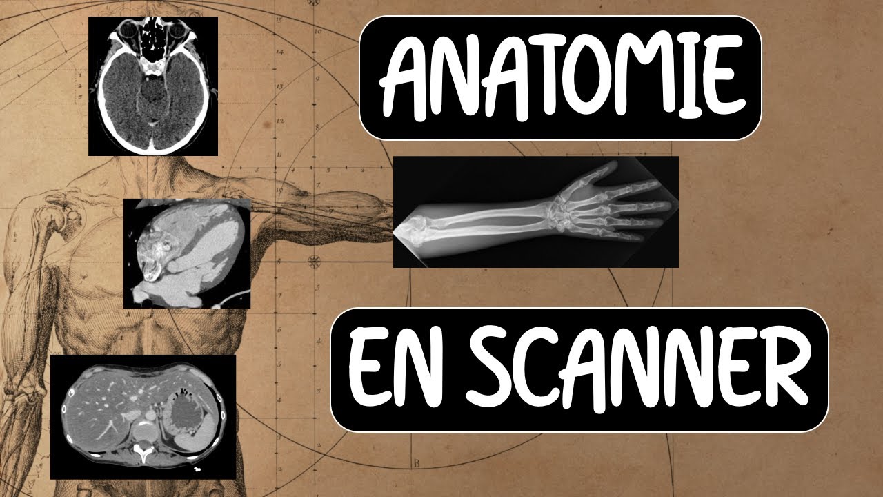 ANATOMIE | Les FONDAMENTAUX en SCANNER