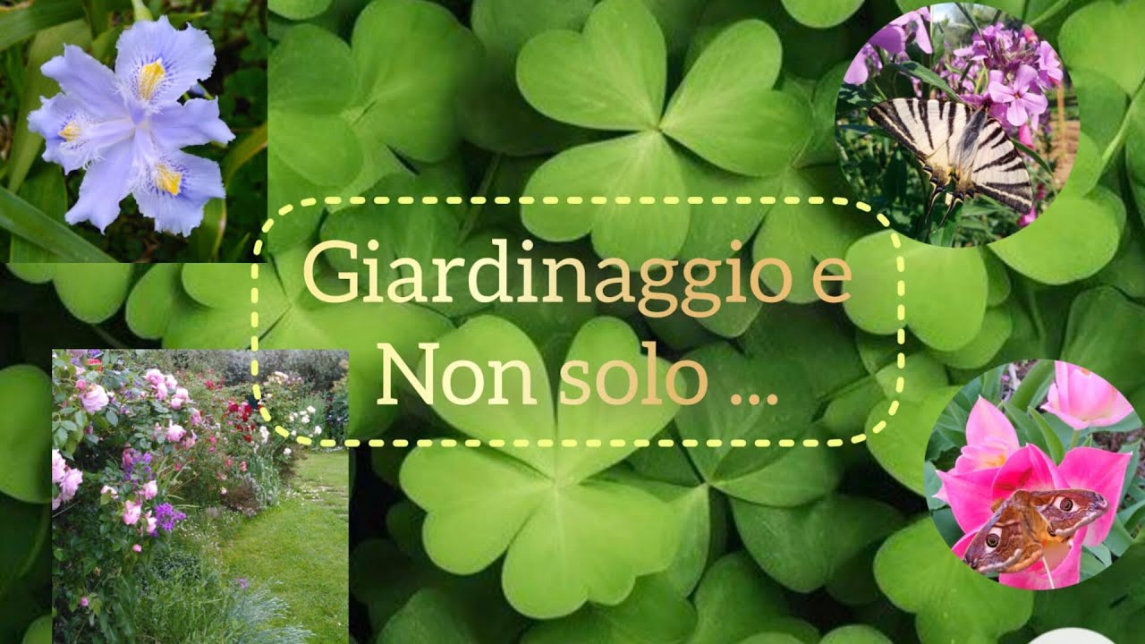 GIARDINAGGIO E NON SOLO: come si semina+ tante curiosità e consigli!!🌷🌷🌻🌻☘🌿🌳🌹😊