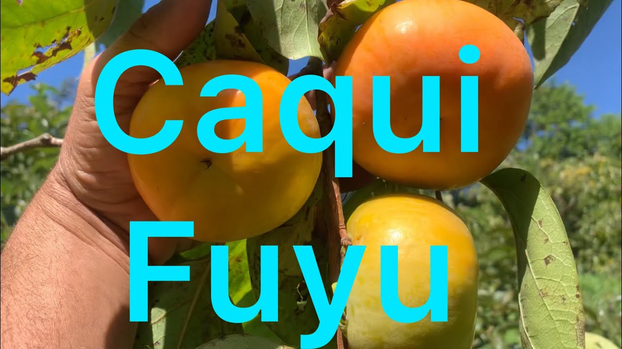 Caqui fuyu ,variedade de caqui que não contém cica !e só retirar do pé e comer  !