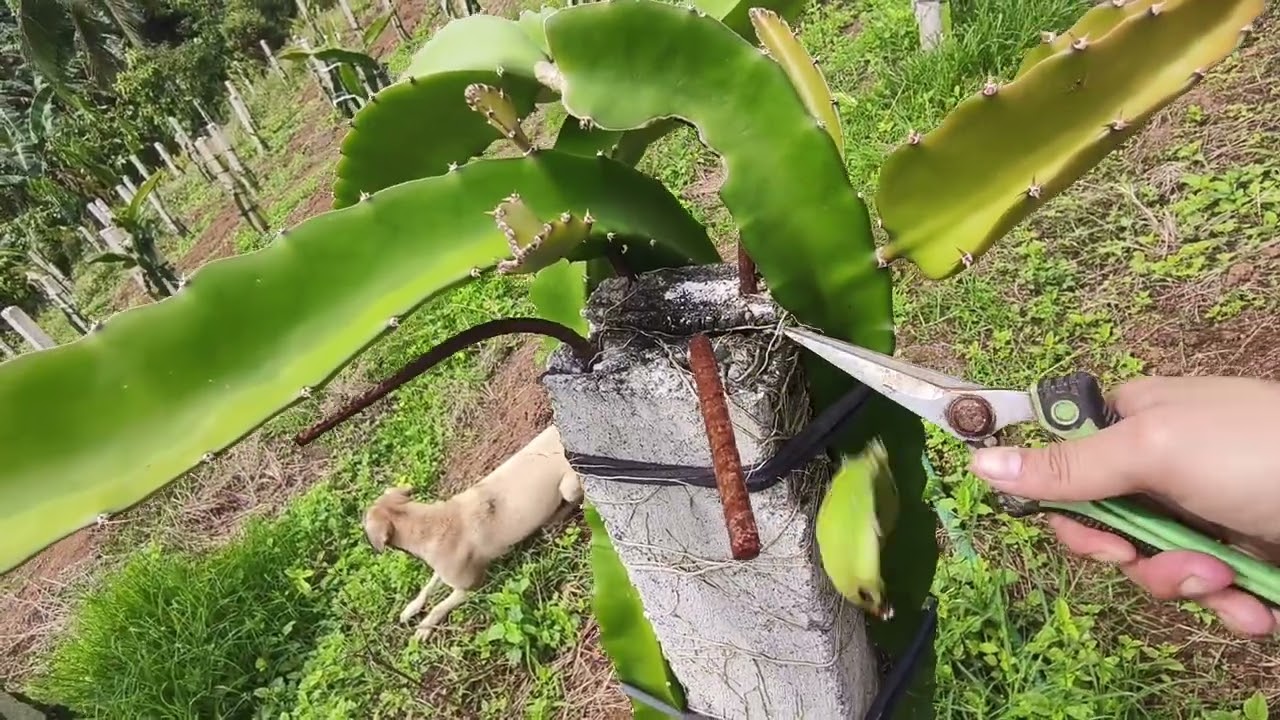 FarmVlog101| Here's a little update of the Dragon Fruit Farm 🥰❤️#gardening #dragonfruit 