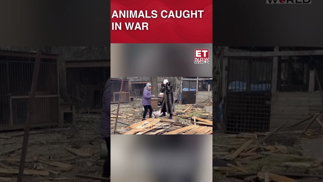 Russian Strike Hits Animal Shelter In Ukraine | Animals Killed And Injured As War Damage Spreads