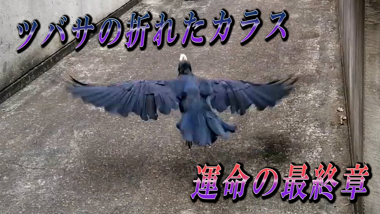 ツバサの折れたカラス ＝運命＝ 最終章